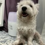 Kaj se zgodi, če pes preneha mahati z repom: ko simbol veselja postane signal za stisko kaj-se-zgodi-ce-pes-preneha-mahati-z-repom-ko.jpg