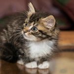 Kaj se zgodi, če se vas mačka preneha bati: slaba stran popolnega zaupanja, ki straši lastnike kaj-se-zgodi-ce-se-vas-macka-preneha-bati-slaba.jpg