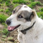 Kako spoznati, da se vaš pes ali mačka stara: znaki, ki se skrivajo za lenobo kako-spoznati-da-se-vas-pes-ali-macka-stara-znaki.jpg