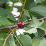 Zakaj češnja molči: kako prebuditi "spečo" lepotico in jo pripraviti do tega, da bo obrodila sadove zakaj-cesnja-molci-kako-prebuditi-speco-lepotico-in-jo-pripraviti.jpg