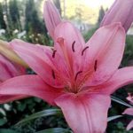 Zakaj lilije potrebujejo hladilnik, če rastejo na vrtu: nenavaden obred čebulic, ki daje velikanske cvetove* zakaj-lilije-potrebujejo-hladilnik-ce-rastejo-na-vrtu-nenavaden-obred.jpg